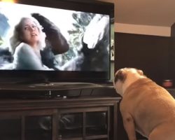 Bulldog Has Incredible Reaction To Actress In Trouble