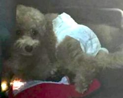 Dog Left In Hot Car Wearing A Diaper While Family Goes Sightseeing