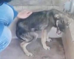 Dog Cries Every Time He’s Touched — Until He Meets This Woman