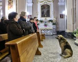 The Story Of This Dog Attending Church Every Day On His Own And The Reason Why Is Simply Amazing