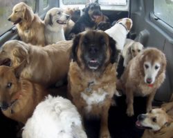 Doggie School Bus picks up pups for ‘school’