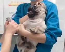 Dramatic Pug Dog Screams In TERROR At Vet While Getting Nails Clipped