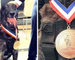 Four Military K-9s Receive K-9 Medal Of Courage, The Highest Honor For Military Dogs