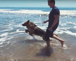 Homeless German Shepherd Dog Screams Like a Person When He Sees Ocean First Time! (Amazing Reaction)