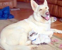 Newborn Pygmy Goat Thinks German Shepherd Is Her Mama, Won’t Leave The Dog’s Side