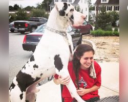 Great Dane Pouts Until Mom Gives Him A Morning Hug