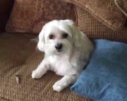 Cute Dog Caught Red-Handed In The Act Of Total Cuteness