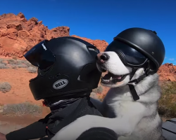 Guy And His Dog Are Visiting All 50 States On A Motorcycle
