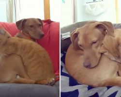 Hidden Camera Catches Cat Comforting Anxious Dog While Family’s Away