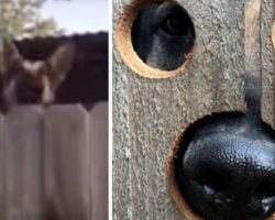 Neighbor’s Dog’s Constantly Jumping To Peek Over Fence. Neighbors Help Out In The Most Creative Way