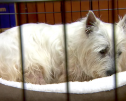 Puppy Mill Rescue Lily Gets To Sleep In A Bed For The First Time