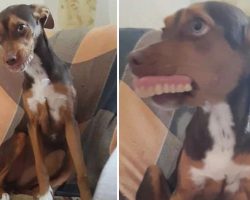 Grandma Searches All Over For Dentures, Smiling Dog Had Them All Along