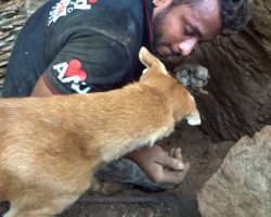 Mother dog helps rescuers dig for her buried puppies