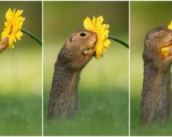 Photographer Captures Squirrel Smelling Flowers In Adorable Pics
