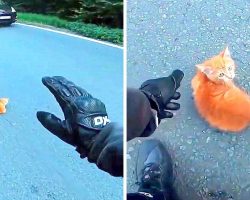 Quick-Thinking Motorcyclist Saves Tiny Kitten From Getting Run Over On Busy Freeway