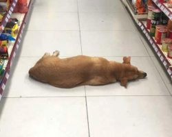 Store Opens Its Doors And Takes In Stray Dog During Heat Wave