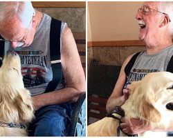 ‘I feel alive inside again’: Service Dog Helps Vietnam Veteran Deal with PTSD