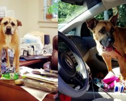 Woman Adopts 2 Oldest Dogs at Shelter: ‘They’re Just So Happy to Be Loved’