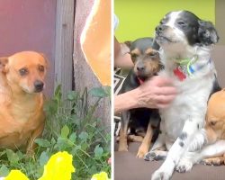 3 Dogs Have Nowhere To Go After Owner Dies And Cry Outside His House For 18-Months