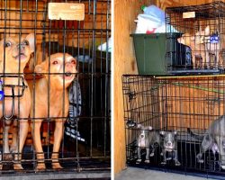 Lousy Crook Locks 7 Dogs In Tiny Storage Unit With No Food, Water Or Ventilation