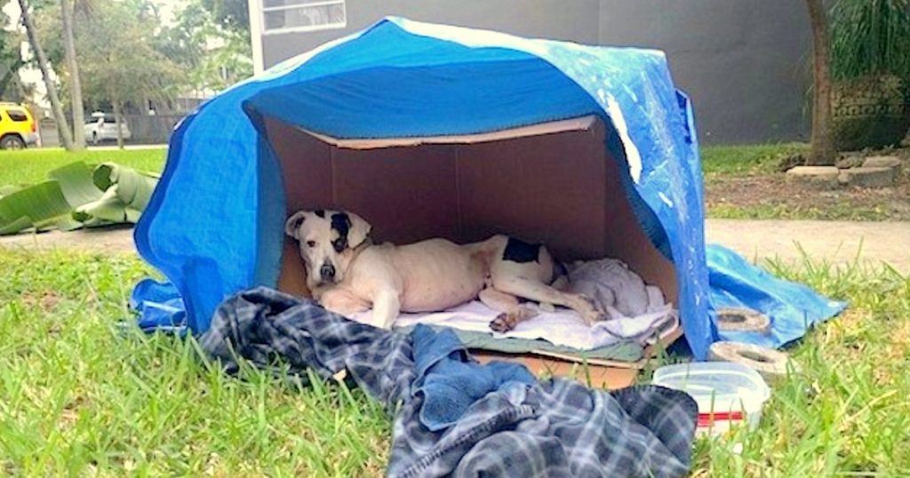 Dog Found in Cardboard Box Waiting for Owner to Return