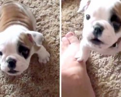 Adorable Little Bulldog Puppy Throws A Hissy Fit For Being Denied A Spot On The Couch