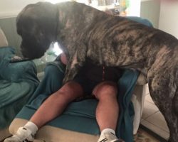 Australia’s Biggest Dog Thinks He’s A Lap Dog