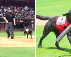 Baseball Fans Boo Rude Umpire After He Tries To Upstage Lovable Bat Dog On Duty
