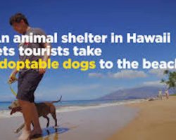 You Can Take A Shelter Dog For A Day Of Fun To Maui’s Gorgeous Beaches