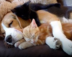 Beagle Gets Her Very Own Kittens And Immediately Becomes The Best ‘Mother’