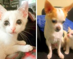 Sad Kitten Drags Herself With A Painful Limp, Begs Woman & Her Dog To Adopt Her