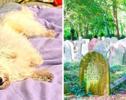 Sick Puppy Kept Crying As Owner Tied Him To A Trash Can In A Cemetery & Ran Off