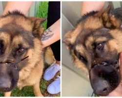 Guy Ties German Shepherd’s Snout Shut With Cable Tie, Goes Off To Work