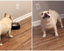 Chubby Bulldog On Diet Finishes Food, Throws A Fit When Mom Won’t Give Him More