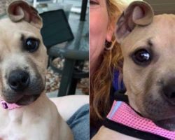 Dog With ‘Cinnamon Roll’ Ears Rescued As Part Of An Abandoned Litter