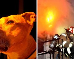 Loyal Dog Barks & Saves Family From Fire, But Gets Consumed By The Flames & Dies
