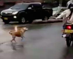 Couple Dumps Dog On Street, He Panics And Runs After Them Through Traffic