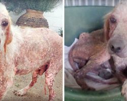 Couple Found Dismal Dog Being Eaten Alive By Parasites, Weeks Away From Death