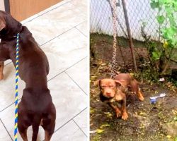 Gangsters Use Female Dog In Heat To Bait & Trap More Dogs For Dog Fighting Ring