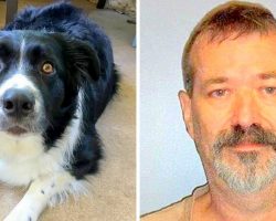 Dog Dies After Vicious Neighbor Stabs His Belly With Pocketknife Multiple Times