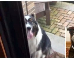 Dog Found A New Best Friend All On His Own And Comes To Visit Everyday