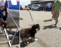 Dog Stepped Off Plane And Sees Her Humans Again After Being Lost For 2-Years