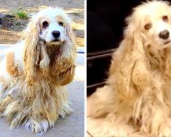 Evil Breeder Cruelly Dumped Dog To Die In A Desert When She Outlived Her Purpose