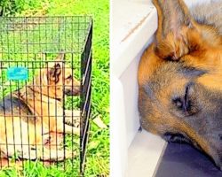 Dog Dumped By Family Is Heartbroken, Gets Labeled ‘Unadoptable’ & Is Euthanized