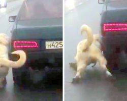 Evil Man Drags Dog Alongside Car, Dog Cries In Extreme Pain And Finally Collapses