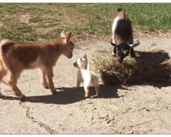 Farm Adopted A Tiny Puppy And Then Introduced Her To The Baby Goats