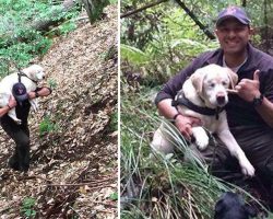 Firefighter Rescues A Blind Dog That Was Lost In Wood For 8 Days