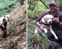 Firefighter Rescues A Blind Dog That Was Lost In Wood For 8 Days