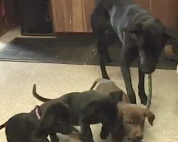 Puppies Who Were Tossed Over A Bridge Get To See Their Mama Again