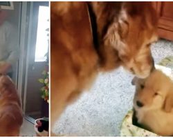 Golden Devastated After Doggy Sister Died, And Family Gifts Him A New Puppy Brother